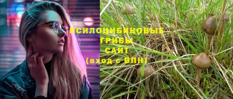 сколько стоит  Иланский  Галлюциногенные грибы Psilocybe 